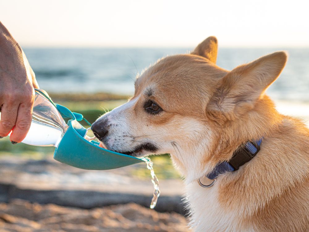 cachorro bebendo água calor