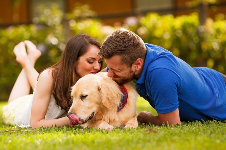 Homem cancela casamento depois do dog comer chocolate e tomar bons drinks na despedida de solteira da noiva