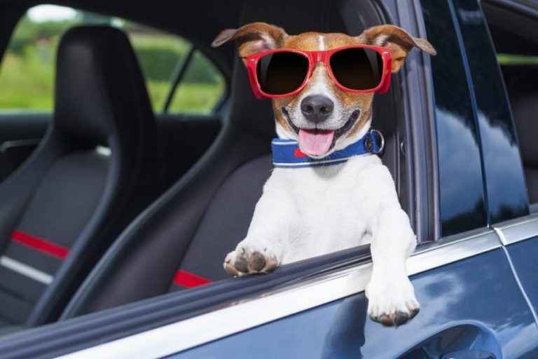 Teu cachorro enjoa no carro? Se liga nessas dicas!