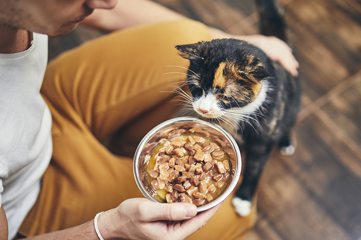 Por que o sachê é tão importante para a alimentação dos gatos?