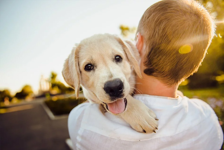 Tu sabia? Vivo cria mobilização para adoção de pets