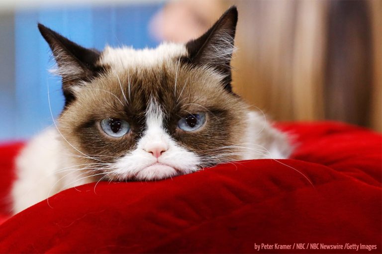 Grumpy Cat é a rainha dos memes e a gente pode provar!