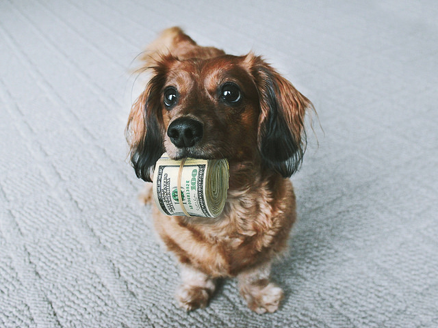 Pagar pensão pro cachorro?! Recurso é analisado pela primeira vez