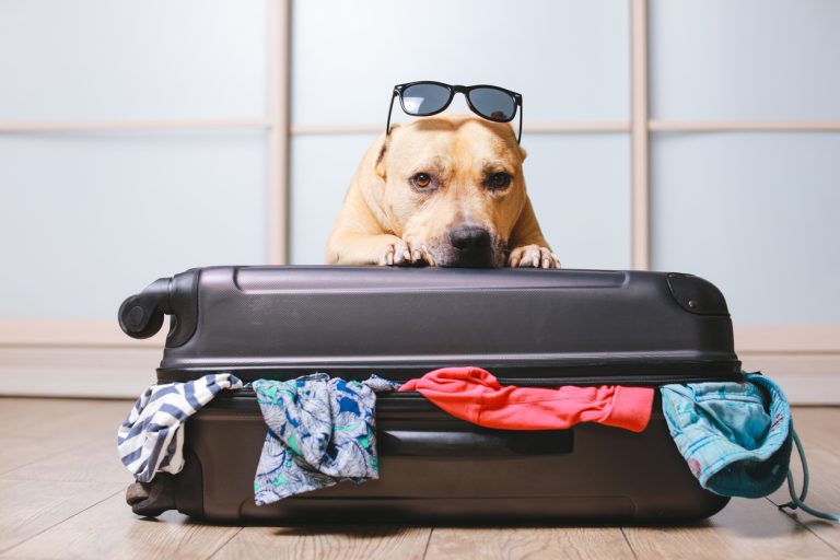 Melhores destinos Pet Frendly para viajar