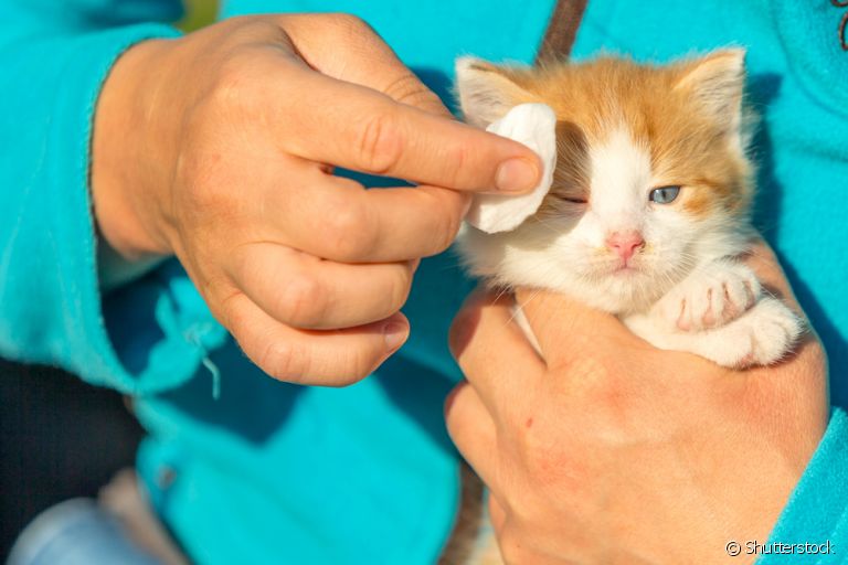 Como limpar os olhos do gato?