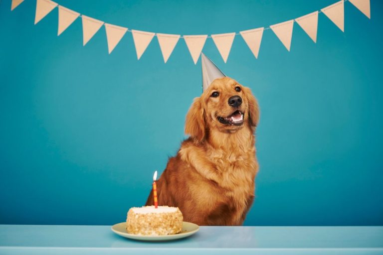 Como organizar uma festa de aniversário segura para o seu pet? Por Vida de Bicho