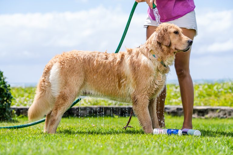 Por que usar shampoo sem sulfato no seu dog? Por CÃEZ