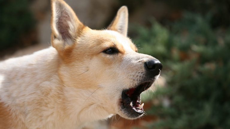 HABLA MESMO, DOGUINHO!