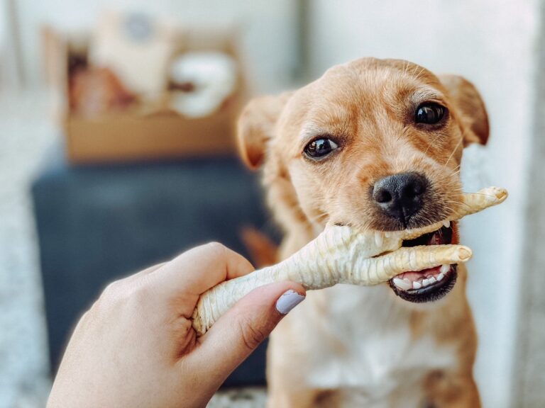 Pé de galinha pra cachorro! Pq sim?