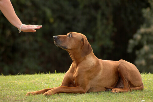 Para que serve ter um cachorro OBEDIENTE?