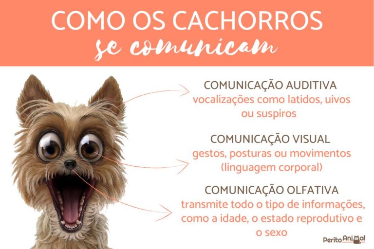 Os cachorros conseguem falar? SIM!