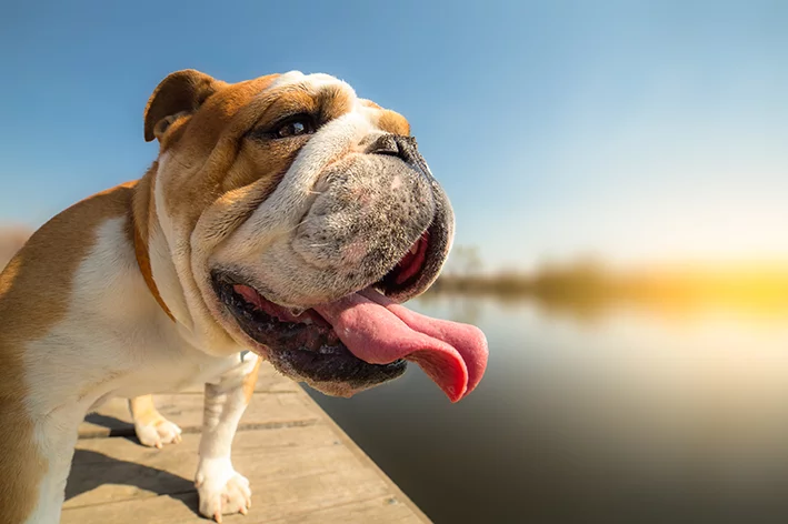 O CALOR CHEGOU!