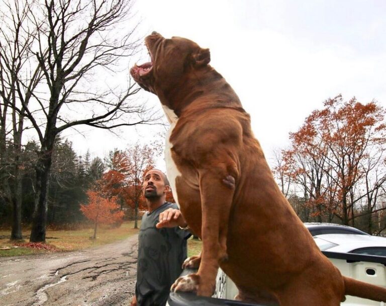 Hulk, o maior pitbull do MUNDO!