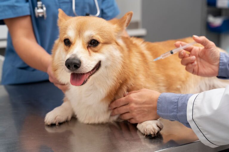 Plano de saúde pet, vale mesmo à pena?