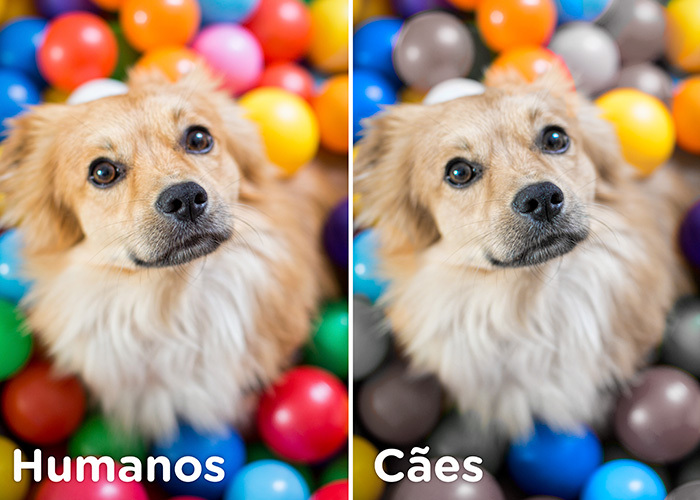 Como os cães enxergam as cores?