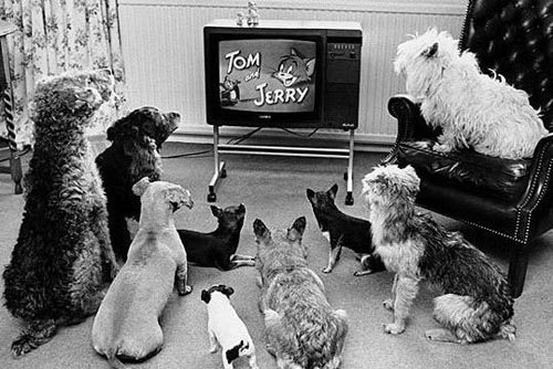 Como a TV influencia no comportamento dos cães?